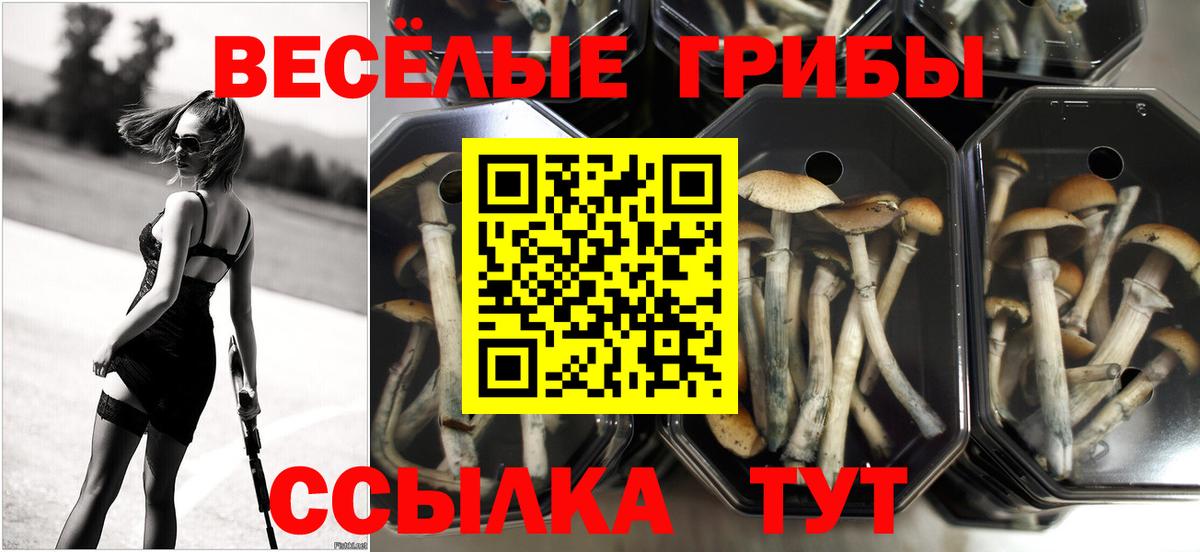 Псилоцибиновые грибы Psilocybe Елабуга